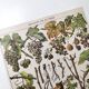 Lot deux Planches lithographies sur les maladies de la vigne 1900