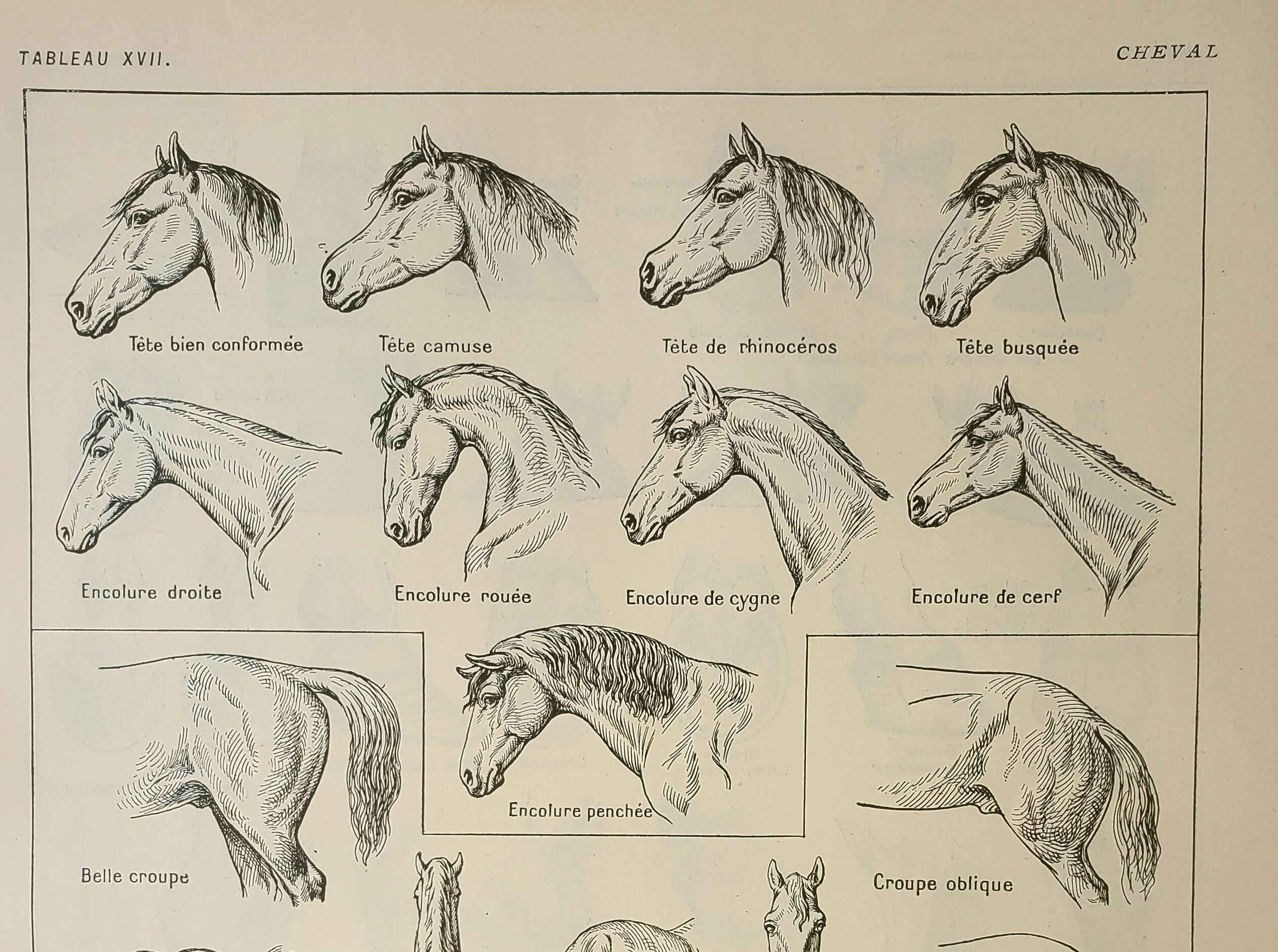 Old engraving 1922, Horse, conformation, anatomy, stable • Lithograph, Original plate