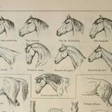 Old engraving 1922, Horse, conformation, anatomy, stable • Lithograph, Original plate