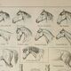 Old engraving 1922, Horse, conformation, anatomy, stable • Lithograph, Original plate