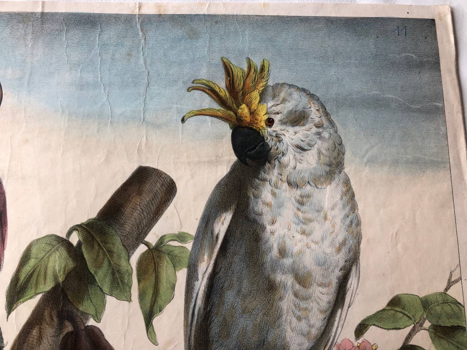 Zoological school poster representing a cockatoo and a macaw