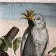 Zoological school poster representing a cockatoo and a macaw