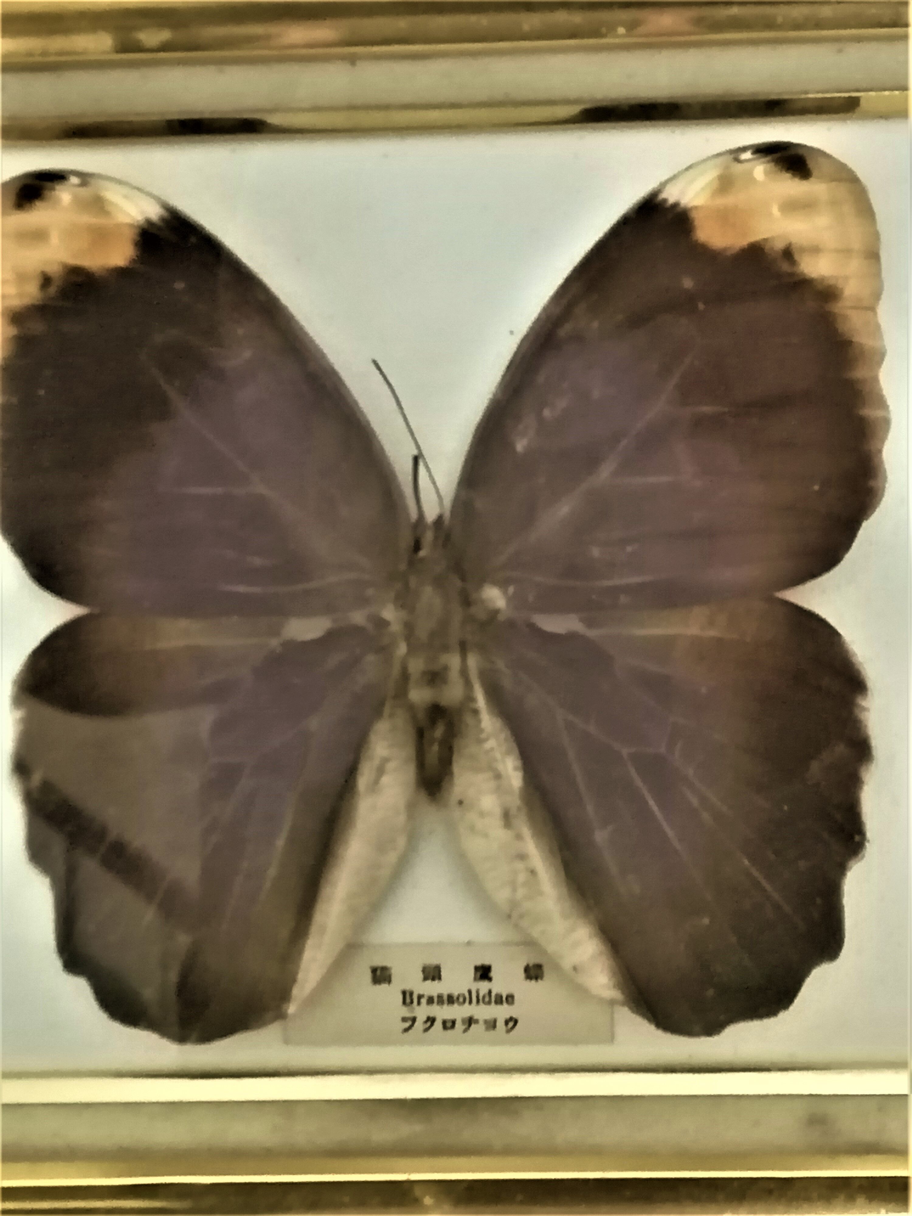 3 stuffed butterflies