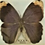 3 stuffed butterflies