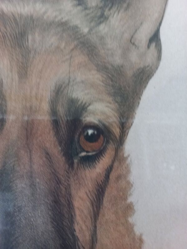 Léon danchin (1887-1938) : berger allemand lithographie numérotée et signée