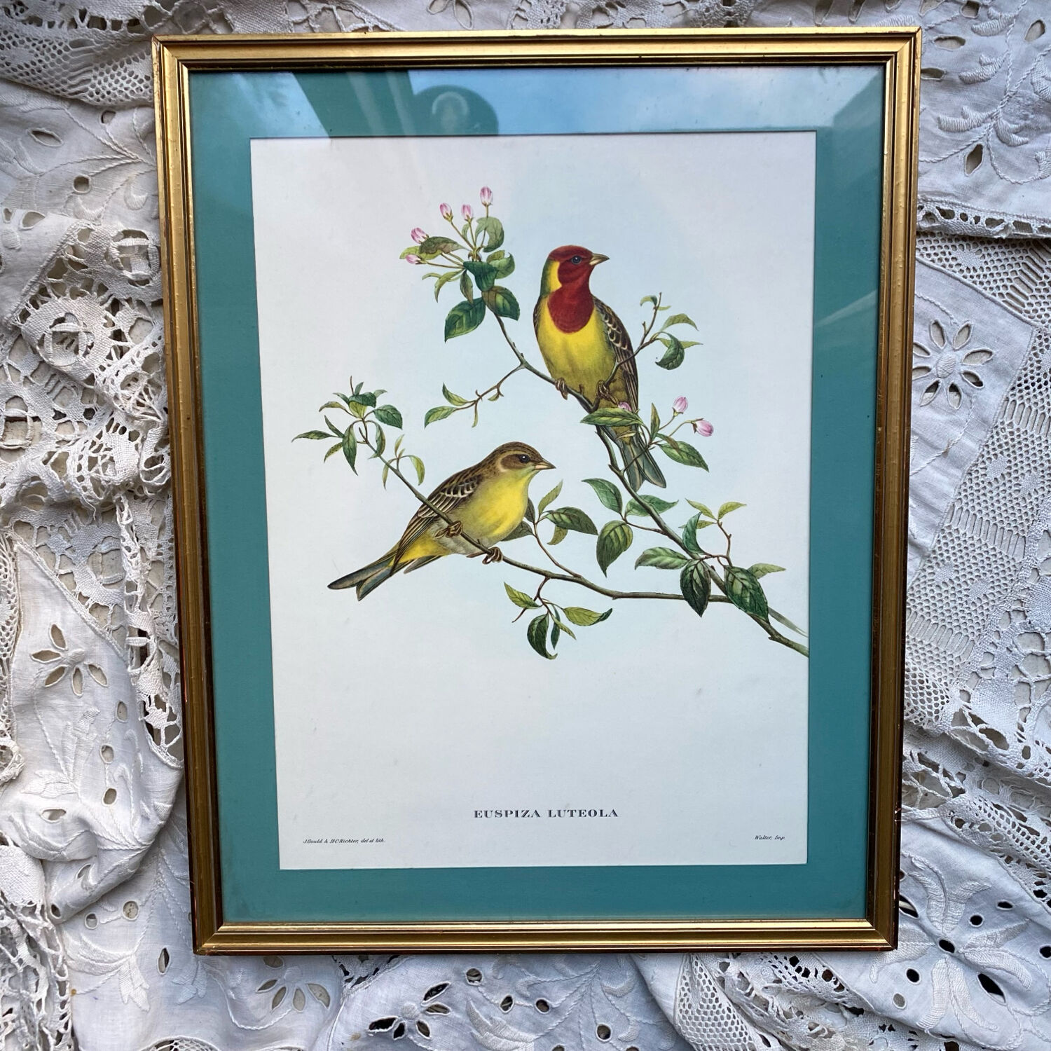 Zoological engraving of birds Euspiza luteola