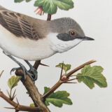 Bird vintage board 1960s - Warbler - Zoology and ornithology illustration