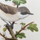 Planche vointage oiseaux Années 1960 - Fauvette Babillarde - Illustration zoologie et ornithologie