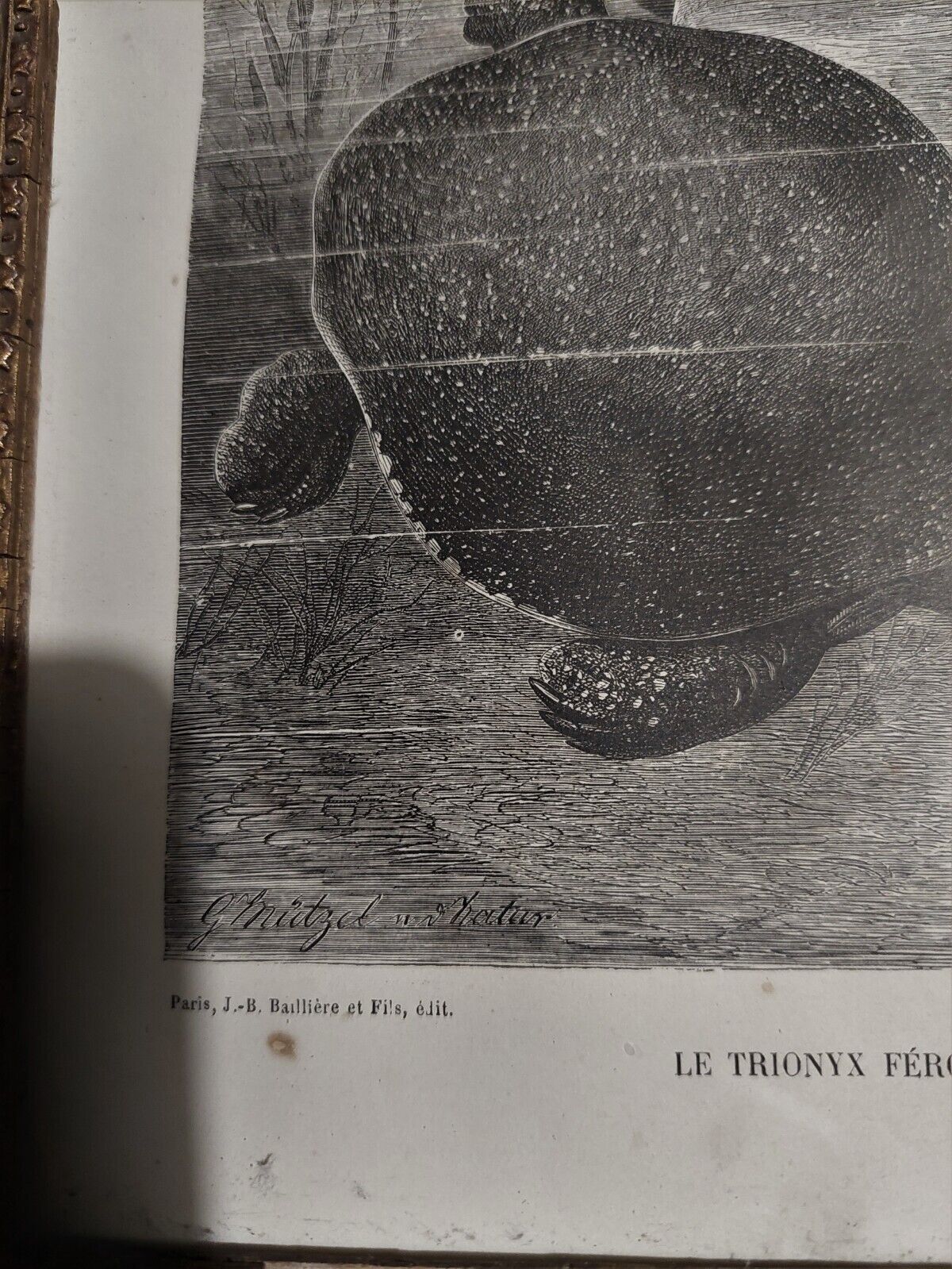 Animal engraving XIXth framed