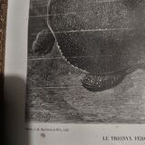 Animal engraving XIXth framed