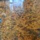 Art Deco tea cabinet, Japan 1920-30 - Chandansu