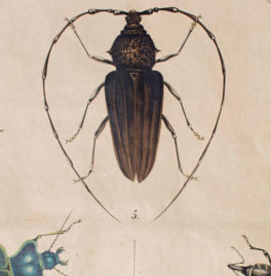Poster beetle lithograph 1914