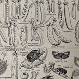 Pea lithograph from 1921