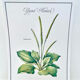 Botanical plate – Large plantain – Louis Pariente, 1986