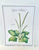 Botanical plate – Large plantain – Louis Pariente, 1986