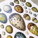 Egg poster, based on a 1928 lithograph