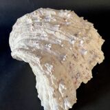 23 cm holy water font, cabinet of curiosities