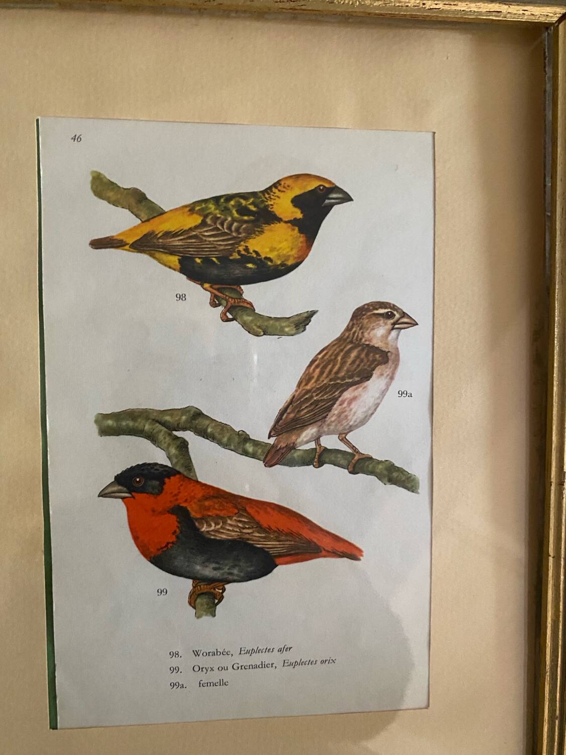 Ornithological frames “birds in cages”.