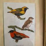 Ornithological frames “birds in cages”.