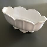 White scalloped gardener