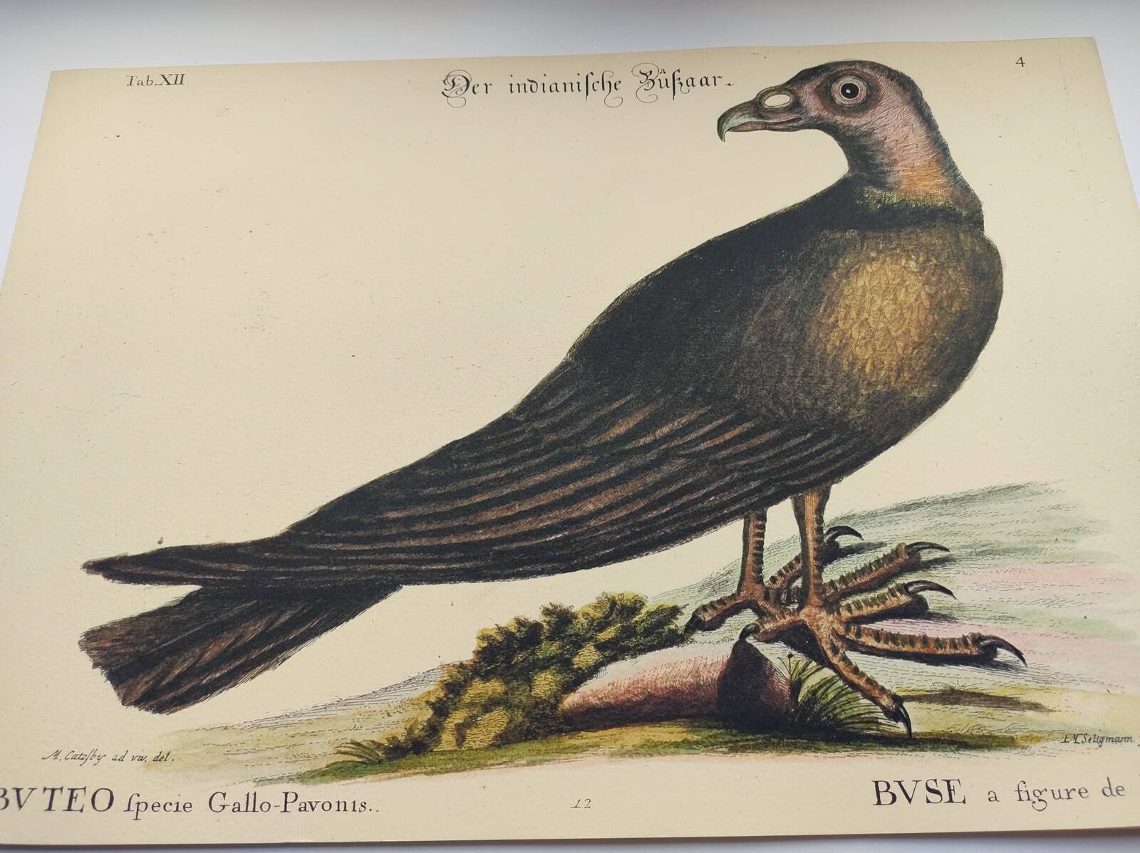 Illustration from 1973 - Peafowl Buzzard - Bird fauna plate