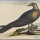Illustration from 1973 - Peafowl Buzzard - Bird fauna plate