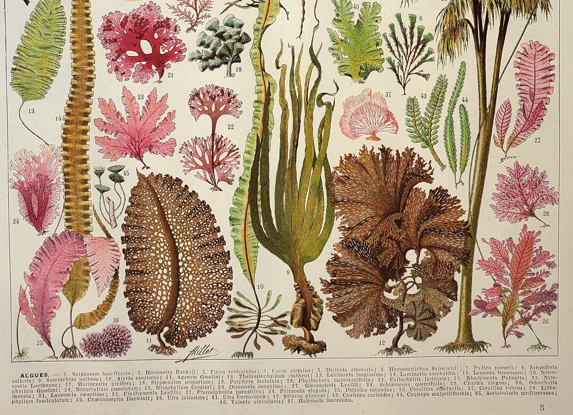 Antique engraving 1928, Algae, marine plant, flora • Lithograph, original illustration