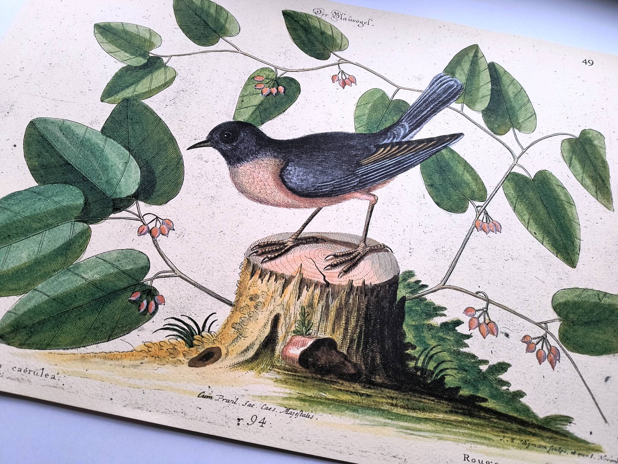 Old bird engraving - Robin - Vintage nature plate by Seligmann