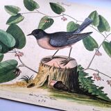 Old bird engraving - Robin - Vintage nature plate by Seligmann