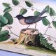 Old bird engraving - Robin - Vintage nature plate by Seligmann