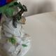 19th century Saxony porcelain parrot signed
