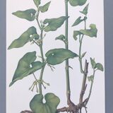Vintage botanical print from 1978 - Birthwort - wild plant