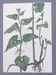 Vintage botanical print from 1978 - Birthwort - wild plant