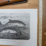 Printed in 1886, The Porpoises