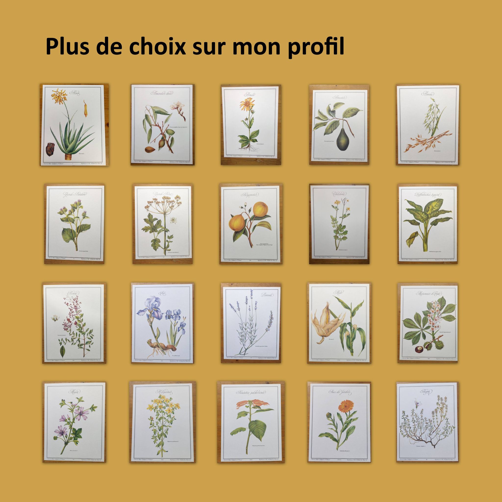 Botanical poster -Mauve- Illustration of medicinal plants and herbs by Michaud