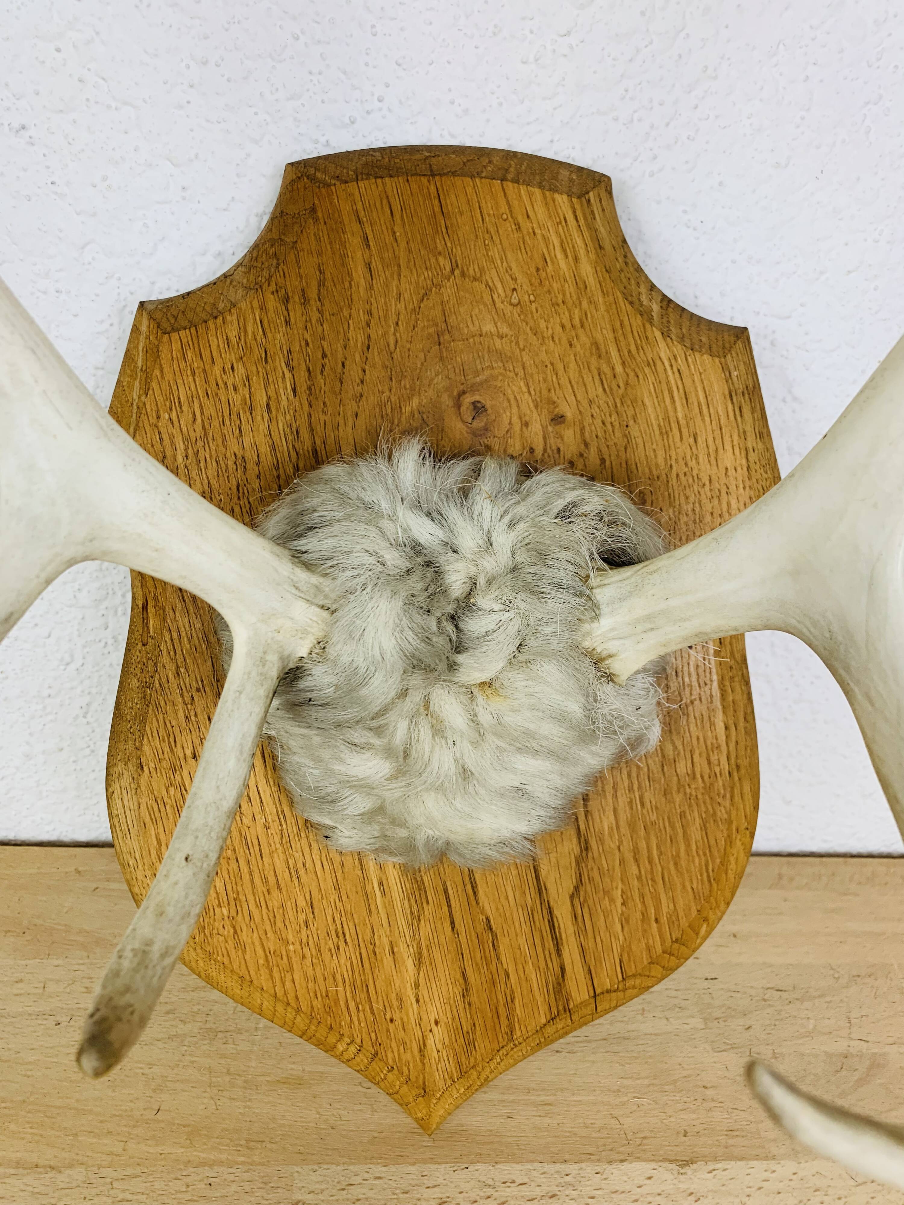 Reindeer trophy on wooden crest