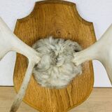 Reindeer trophy on wooden crest