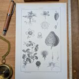 Planche botanique vintage imprimée en 1889, les Fragariées.