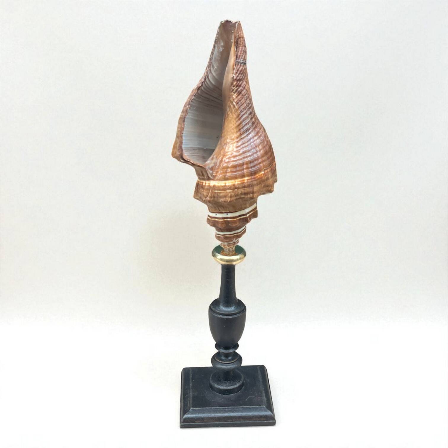Ancien coquillage Pugilina sur socle en bois tourné - cabinet de curiosités