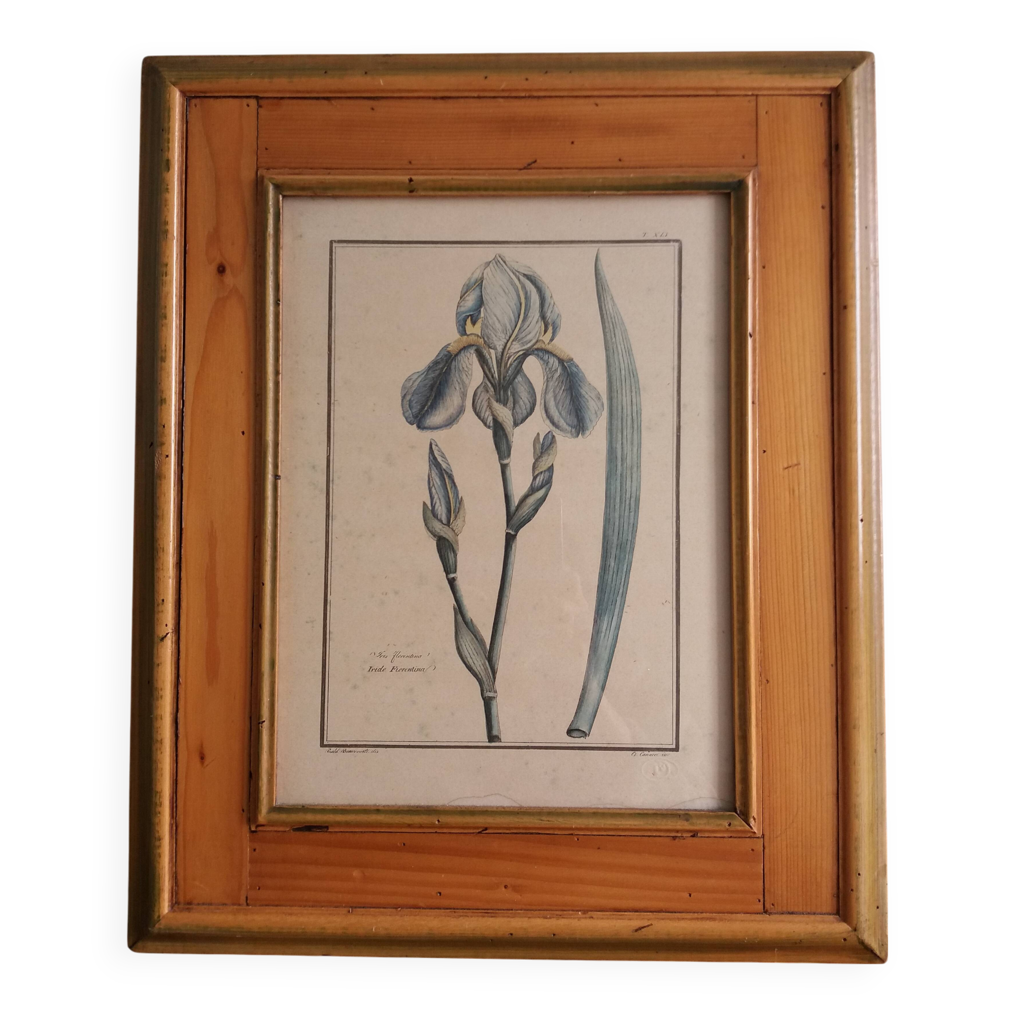 Botanical plate, iris flower engraving, framed by Guiseppe Canacci