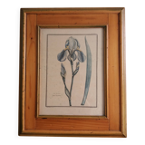 Planche botanique, gravure fleur iris, encadrée Guiseppe Canacci