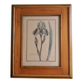 Botanical plate, iris flower engraving, framed by Guiseppe Canacci