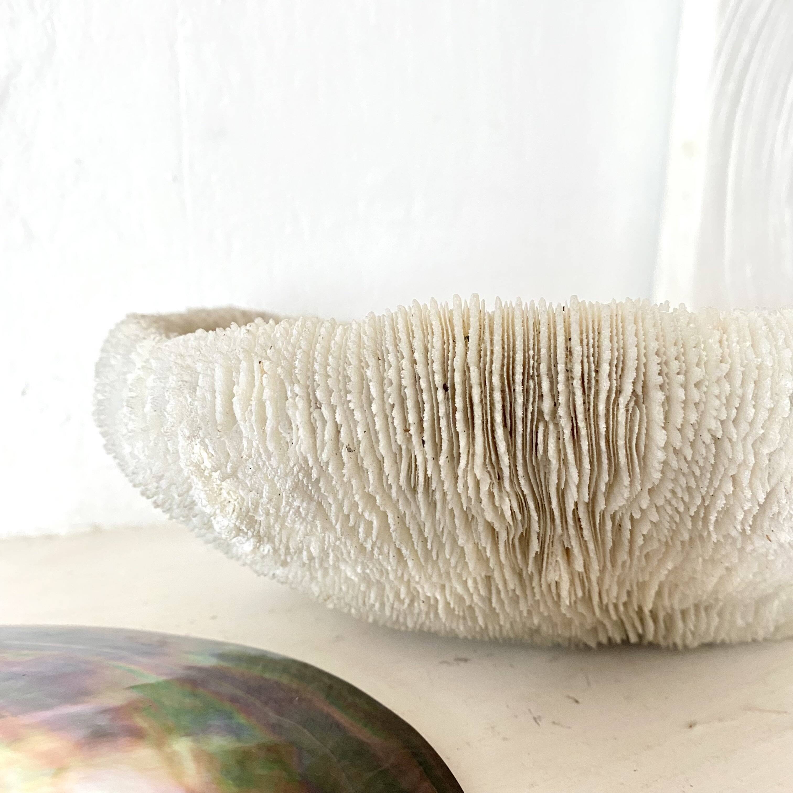 Large "shark cushion" coral 39cm