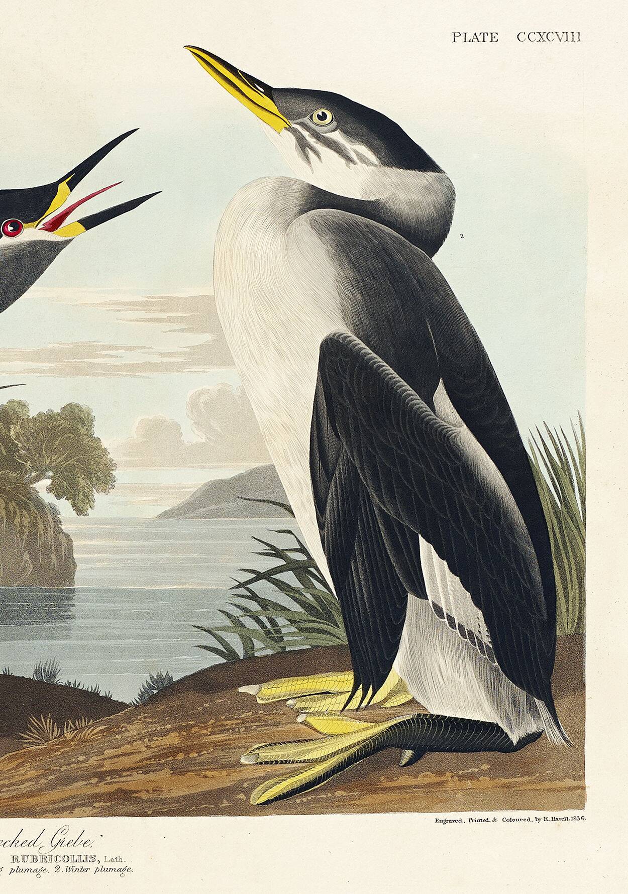 Poster about the Red-necked Grebe, after an old engraving from 1827.