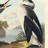 Poster about the Red-necked Grebe, after an old engraving from 1827.