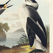 Poster about the Red-necked Grebe, after an old engraving from 1827.