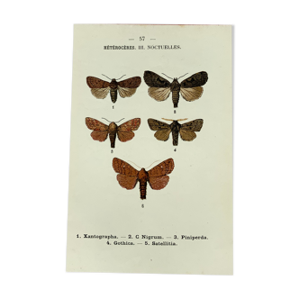 Planche botanique vintage gravure papillon ancienne 1903 double face G. Denise