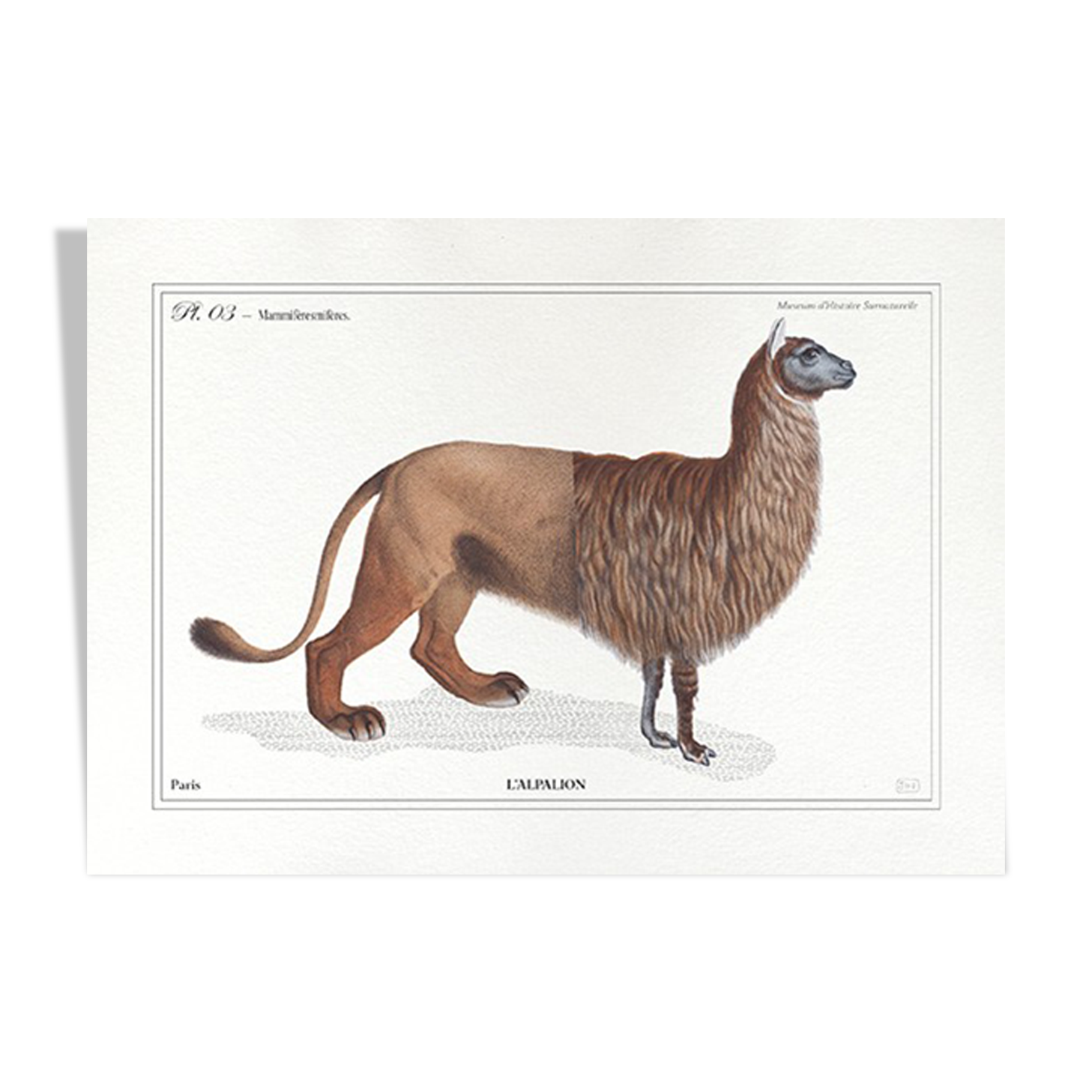 Chimera lithography animal engraving - the alpalion