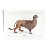 Chimera lithography animal engraving - the alpalion