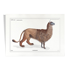 Chimera lithography animal engraving - the alpalion